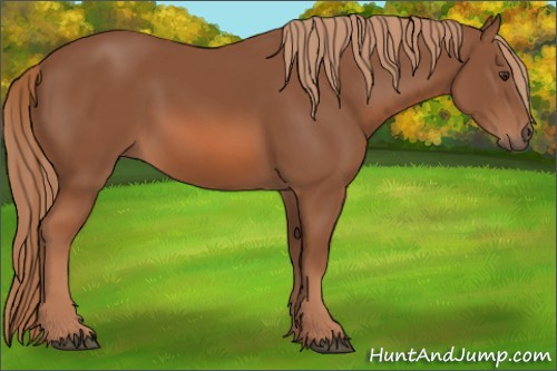 Horse Color: Chestnut 