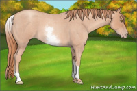 Horse Color:White Spotted Gold Champagne Roan 