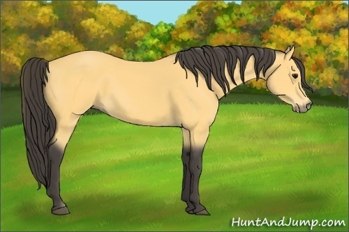 Horse Color: Buckskin 