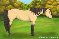 Horse Color:Buckskin 
