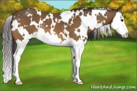 Horse Color:White Spotted Buckskin Splash 