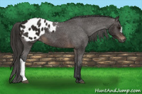 Horse Color:Gray Bay Appaloosa