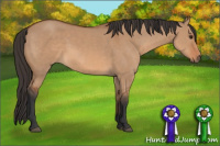 Horse Color:Bay Dun Sabino 