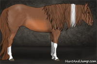 Horse Color:Liver Chestnut Tobiano