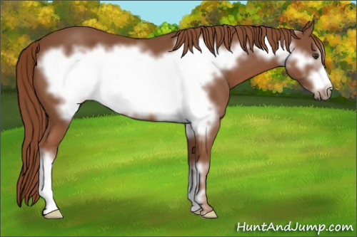Horse Color: Liver Chestnut Frame 