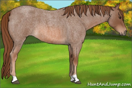 Horse Color: Red Roan 