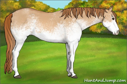 Horse Color: White Spotted Red Dun 