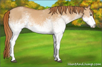 Horse Color:White Spotted Red Dun 