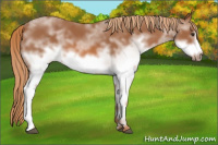 Horse Color:White Spotted Chestnut Frame 