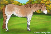 Horse Color:White Spotted Chestnut 