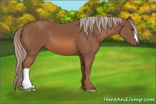 Horse Color: Unknown 
