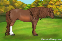Horse Color:Liver Chestnut 