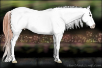 Horse Color:White Spotted Classic Champagne Appaloosa 
