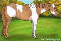 Horse Color:White Spotted Red Dun Appaloosa Rabicano  Brindle