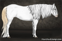 Horse Color:Buckskin Sabino Appaloosa