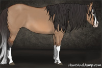 Horse Color:Bay Dun Sabino Splash 