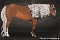 Horse Color:Silver Bay Sabino