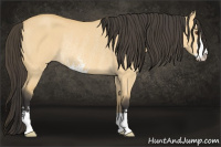 Horse Color:Buckskin Dun Sabino Rabicano