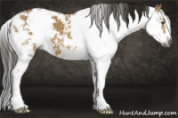 Horse Color:Gray Buckskin Dun Sabino 