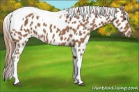 Horse Color:Chestnut Tobiano Near Leopard 