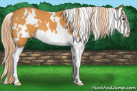 Horse Color:White Spotted Chocolate Palomino Splash