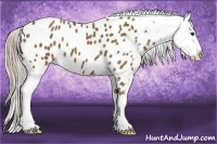 Horse Color:Chocolate Palomino Appaloosa 