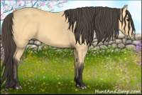 Horse Color:Buckskin Splash
