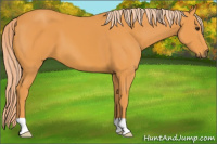Horse Color:Chocolate Palomino 
