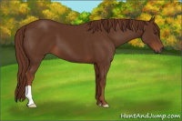 Horse Color:Gray Chestnut 