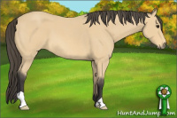 Horse Color:Buckskin Roan