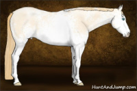 Horse Color:White Spotted Buckskin Pearl Dun Sabino