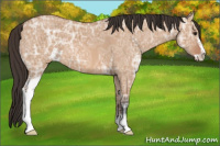 Horse Color:Bay Ice Dun Sabino 