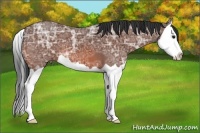 Horse Color:Bay Ice Splash 