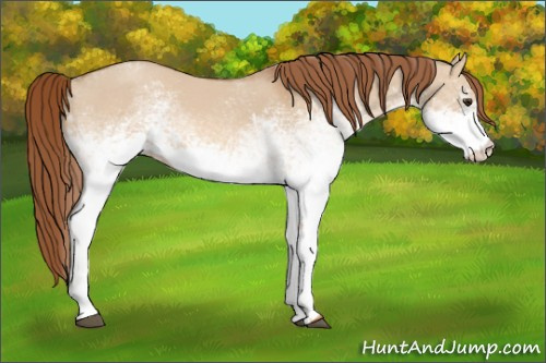 Horse Color: White Spotted Red Dun Roan 