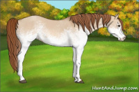 Horse Color:White Spotted Red Dun Roan 