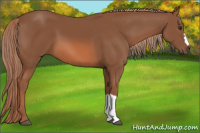 Horse Color:Liver Chestnut 