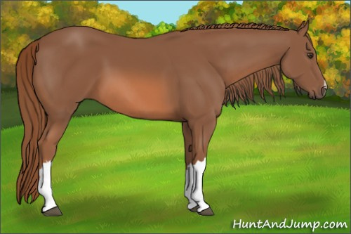 Horse Color: Liver Chestnut 