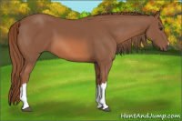 Horse Color:Liver Chestnut 
