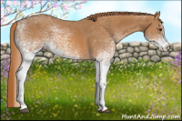 Horse Color:White Spotted Chestnut 