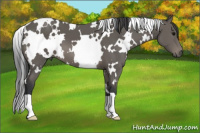 Horse Color:White Spotted Black