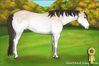 Horse Color:White Spotted Bay Dun Rabicano 