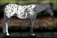 Horse Color:Black Appaloosa