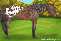 Horse Color:Bay Appaloosa 