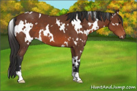 Horse Color:White Spotted Bay 