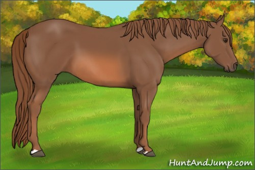 Horse Color: Liver Chestnut 
