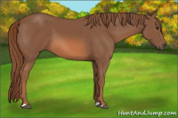 Horse Color:Liver Chestnut 