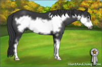 Horse Color:Black Sabino Frame