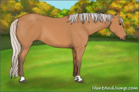 Horse Color:Silver Bay 