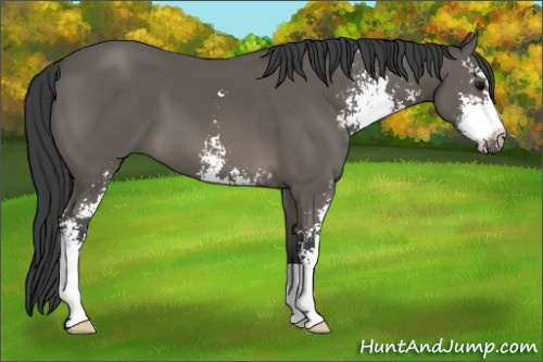 Horse Color: Black Sabino 