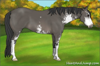 Horse Color:Black Sabino